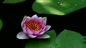 绽放的睡莲普通荷花实景 绽放的睡莲普通荷花实景