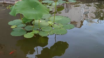 叶下金鱼 叶下金鱼