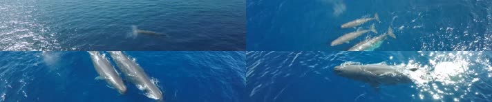 海洋_鲸鱼 GoPro