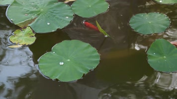 自由的金鱼 自由的金鱼