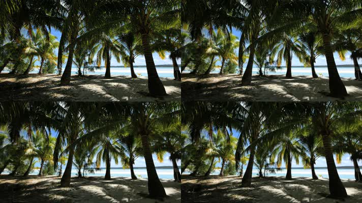 椰树沙滩4K风景实景