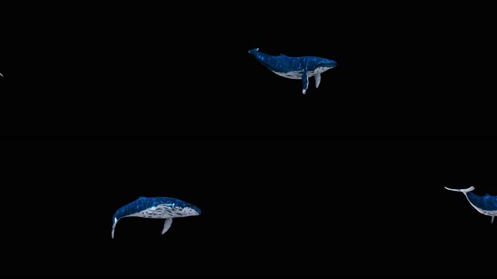 海底世界  海底生物  鲸鱼   