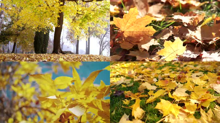 秋天秋叶落叶