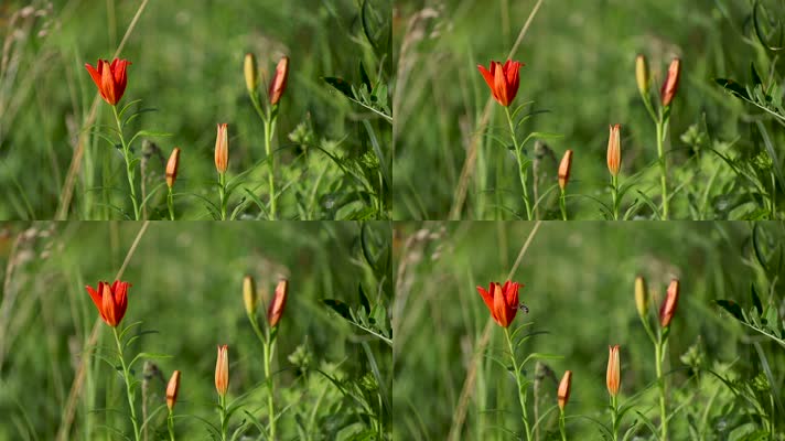 草原上的野百合