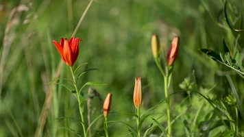 草原上的野百合