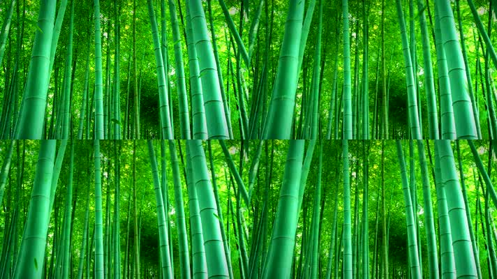 翠绿竹林竹叶飘落视频素材