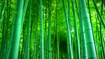 翠绿竹林竹叶飘落视频素材