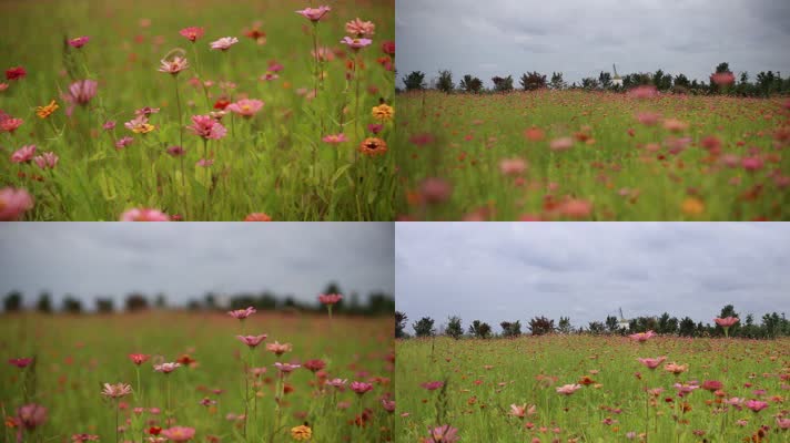 实拍月亮岛粉色雏菊