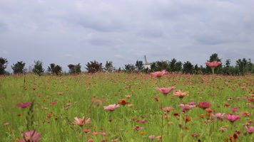 实拍月亮岛粉色雏菊