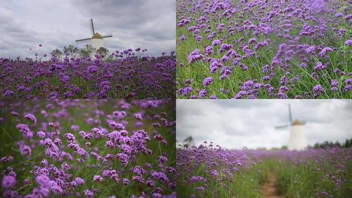 实拍月亮岛薰衣草风车