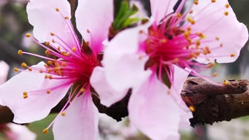 盛开的桃花特写