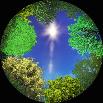 春夏秋冬变换 树木 震撼天幕 网红天幕  春夏秋冬变换 树木 震撼天幕 网红天幕