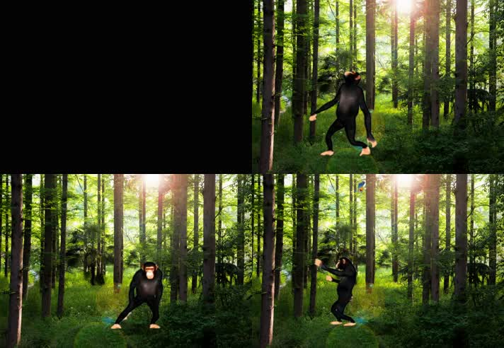 森林动物园 飞鸟群 大猩猩跳舞   
