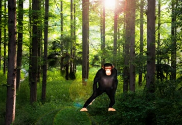 森林动物园 飞鸟群 大猩猩跳舞  舞台背景  森林动物园 飞鸟群 大猩猩跳舞  舞台背景