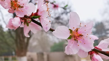 春天公园桃花盛开