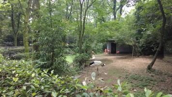 动物园的丹顶鹤 动物园的丹顶鹤