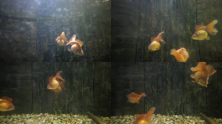 动物园的金鱼红龙睛蝶尾