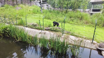 动物园的大猩猩 动物园的大猩猩