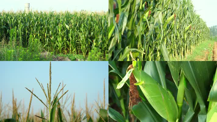 4K高清玉米地航拍 清晨玉米地航拍 风景玉米地 农业食品 谷物农作物