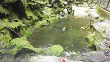 动物园的水獭 动物园的水獭