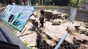 动物园的黑熊 动物园的黑熊