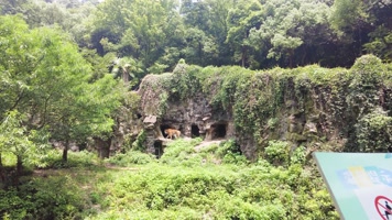 动物园的老虎 动物园的老虎