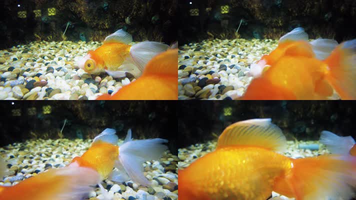 动物园的金鱼观赏鱼红龙睛球