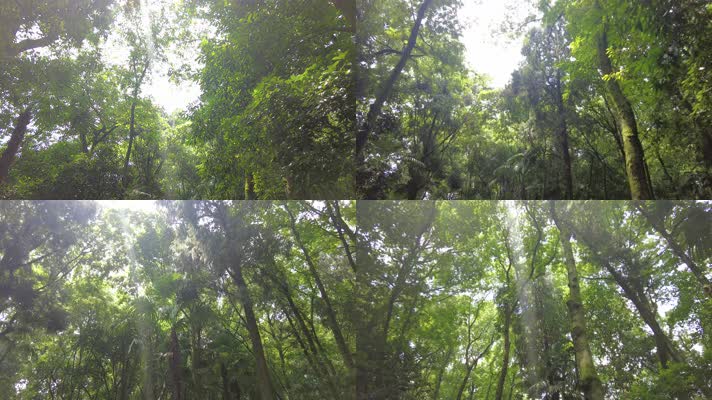茂密的树林仰拍
