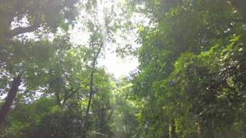 茂密的树林仰拍