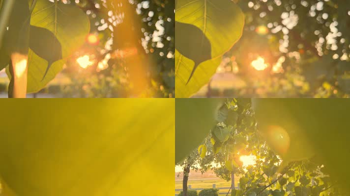 夕阳阳光阳光透过树叶空镜头唯美光斑