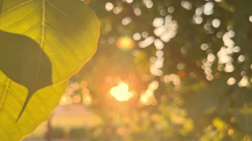 夕阳阳光阳光透过树叶空镜头唯美光斑