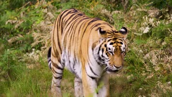 【4K】动物园老虎 【4K】动物园老虎