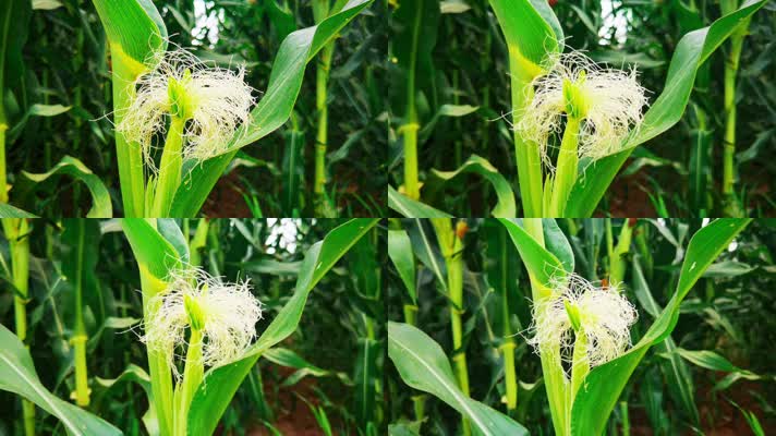 4K高清实拍有机农场玉米玉米胡子特写玉米