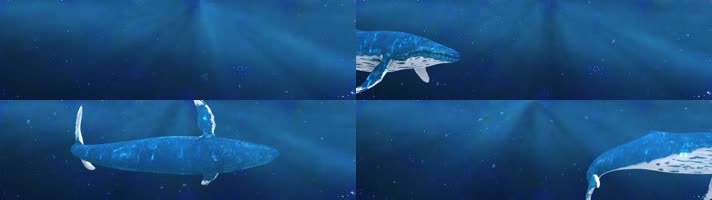 桌面游鱼 星空流星 鲸鱼穿梭 餐厅桌面素材 