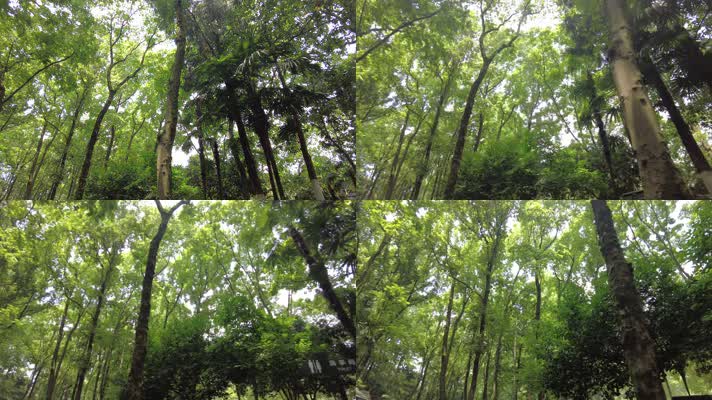 夏天茂密的树林仰拍