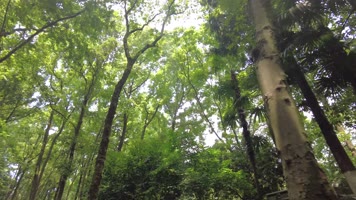 夏天茂密的树林仰拍