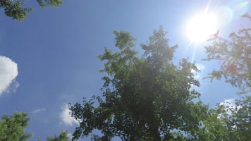 树林蓝天白云阳光延时摄影