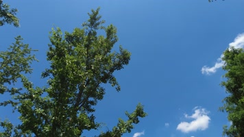 树林蓝天白云延时摄影