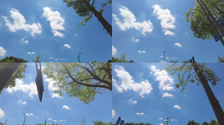 城市马路蓝天白云树枝风景
