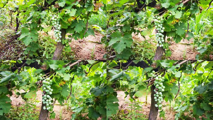4K葡萄藤上的青葡萄新鲜葡萄种植