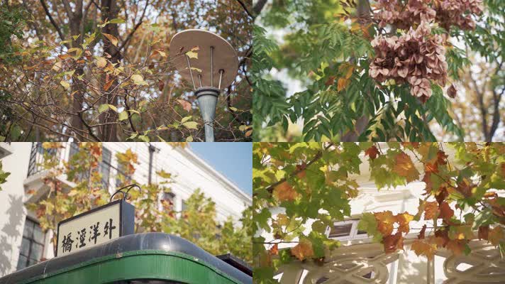 初秋挂满金色叶子的马路街道