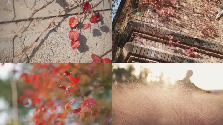 秋意盎然的午后时光 秋意盎然的午后时光