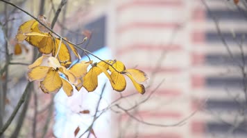 秋意浓浓的风景