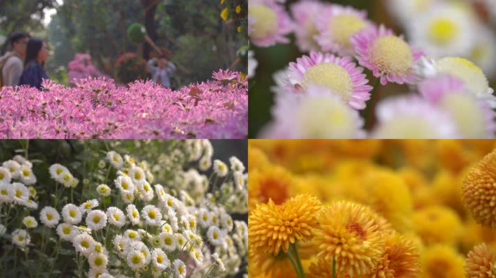 五颜六色的菊花