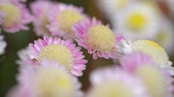 五颜六色的菊花