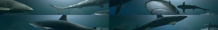 海底鲨鱼 大白鲨水母鱼群 珊瑚礁石 海底