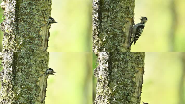 啄木鸟在森林树干上觅食做窝
