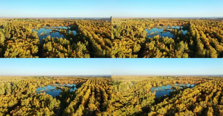 酒泉金塔胡杨林航拍俯拍