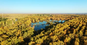 酒泉金塔胡杨林航拍俯拍