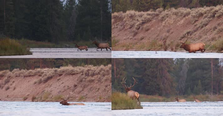 秋季森林麋鹿鹿群涉水穿过河流